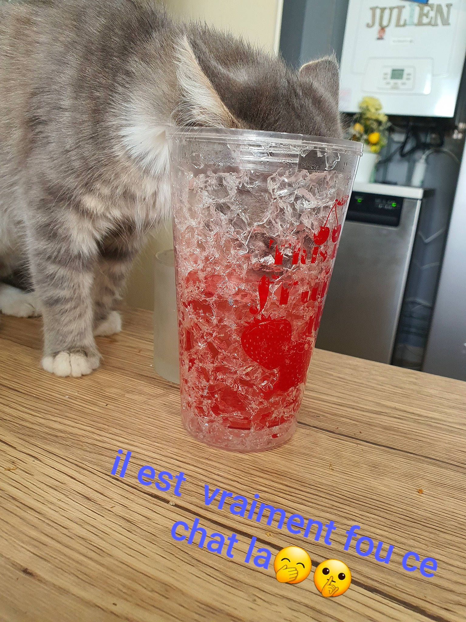 Gribouille a rejoint le concours — aidez-le/la à gagner de superbes lots ! cat, drink, felidae, small_to_medium_sized_cats