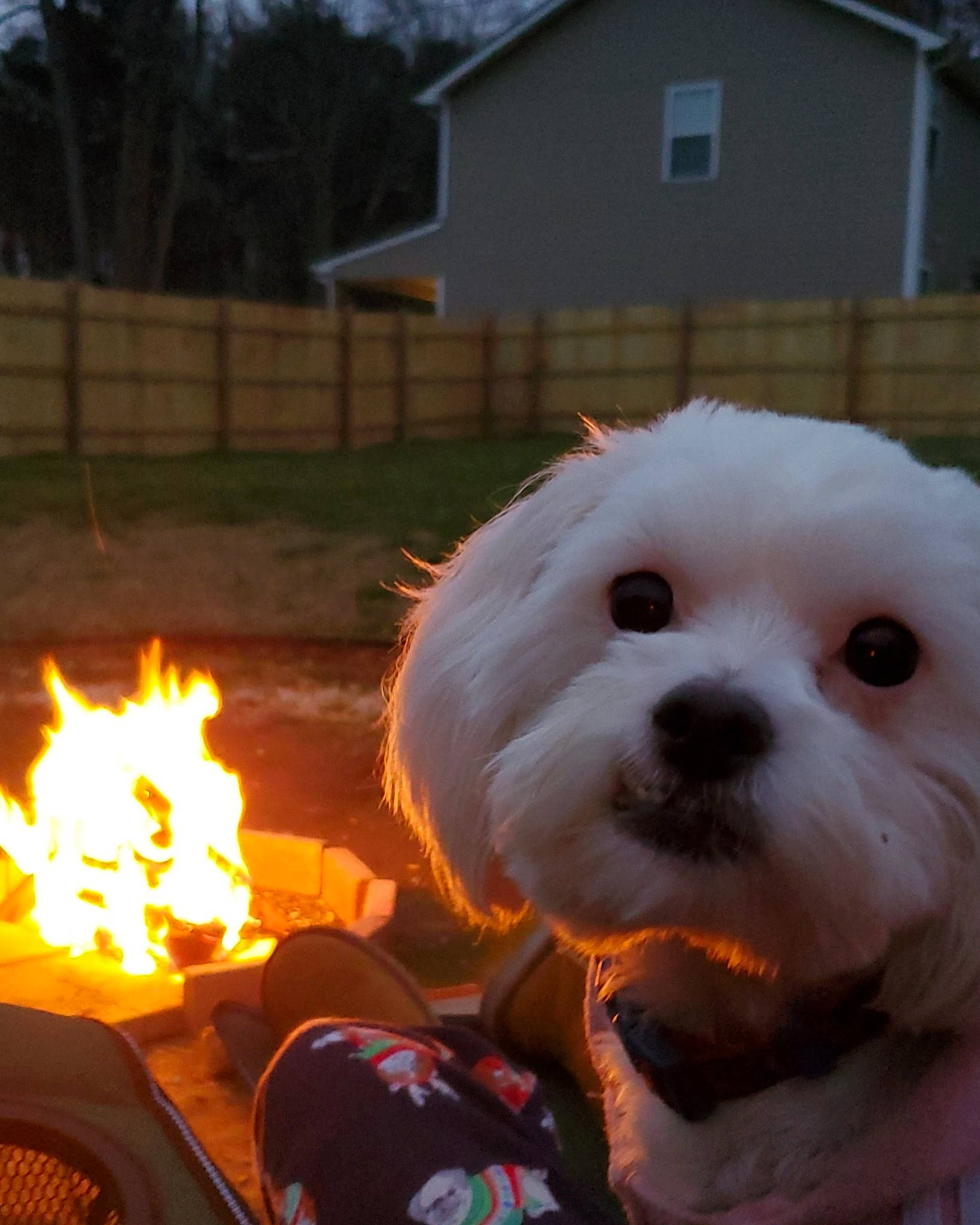 Lucy joined the competition — help win amazing prizes! bichon, bichon_frise, bolognese, canidae, carnivore, companion_dog, coton_de_tulear, dog, dog_breed, havanese, maltese, non_sporting_group, puppy, schnoodle, snout, tibetan_terrier, toy_dog, west_highland_white_terrier