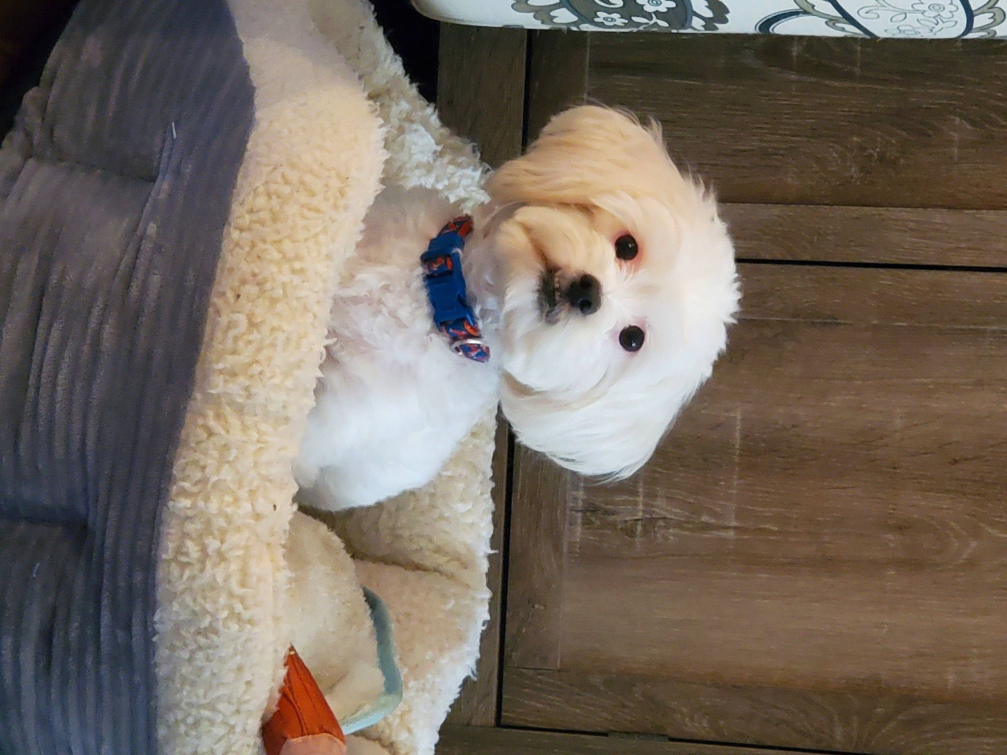 Lucy is registered to the contest to win money with this photo: bichon, bolognese, canidae, carnivore, cavachon, cockapoo, companion_dog, coton_de_tulear, dog, dog_breed, dog_clothes, havanese, maltese, non_sporting_group, puppy, puppy_love, sporting_group, toy_dog