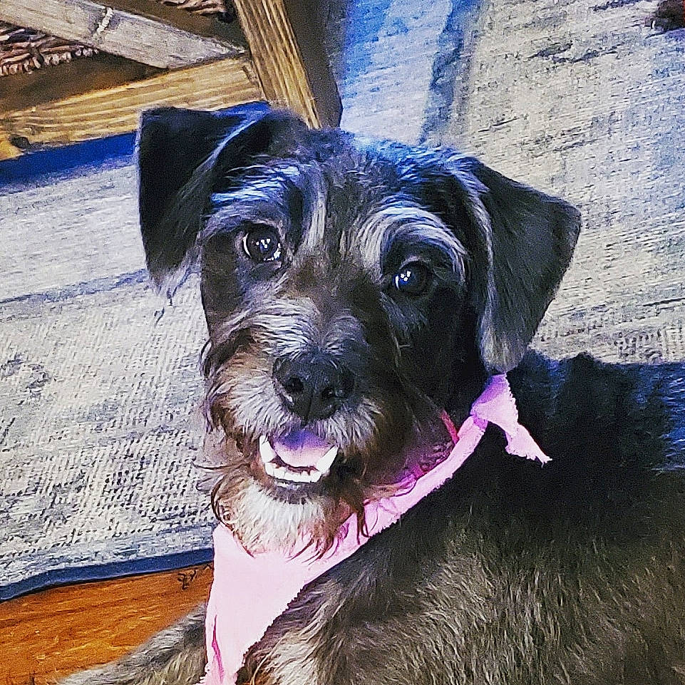 Gracie is registered to the contest to win money with this photo: border_terrier, canidae, carnivore, companion_dog, dog, dog_breed, dog_collar, german_wirehaired_pointer, mammal, miniature_schnauzer, patterdale_terrier, puppy, rare_breed_dog, schnauzer, schnoodle, snout, sporting_group, standard_schnauzer, terrier, whiskers