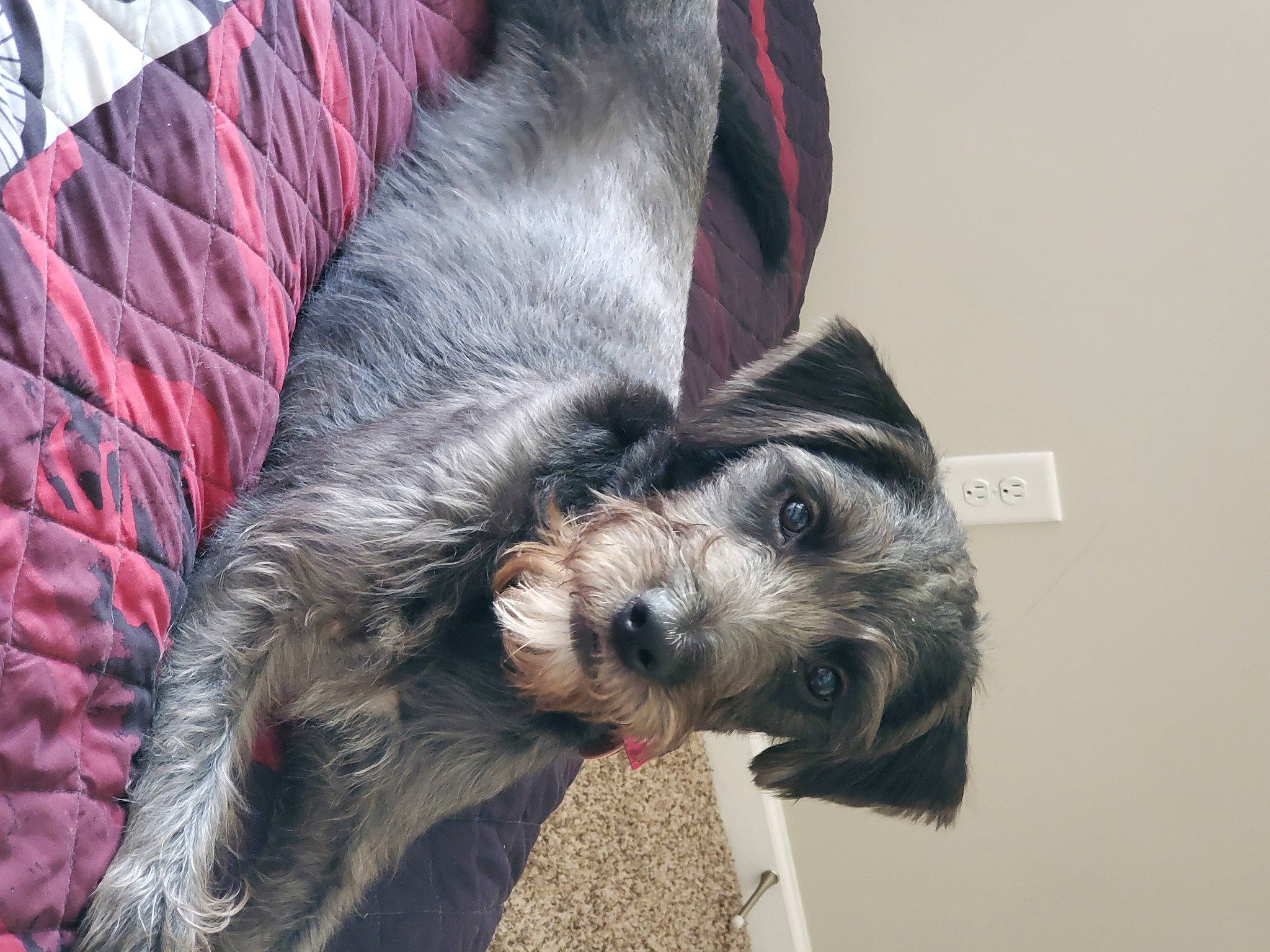 Gracie joined the competition — help win amazing prizes! canidae, carnivore, dog, dog_breed, ear, irish_wolfhound, mammal, miniature_schnauzer, schnauzer, scottish_deerhound, snout, sporting_group, standard_schnauzer, terrier, vertebrate