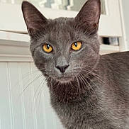 Bubba joined the competition — help win amazing prizes! alert, animal, cat, close_up, doorway, ears, face, feline, golden_eyes, gray_cat, indoors, muzzle, nose, pet, photography, portrait, short_fur, staring, whiskers, white_background