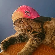 Frankie joined the competition — help win amazing prizes! cat, tabby, feline, hat, cap, nfl_logo, pet, whiskers, fur, paws, wooden_surface, table, blue_wall, indoor, portrait, close_up, relaxed, headwear, accessory, brown_fur