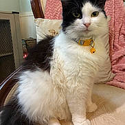 Chanel joined the competition — help win amazing prizes! cat, black_and_white, fluffy, longhaired, pet, animal, sitting, portrait, indoors, chair, cushion, pink_blanket, collar, bell, whiskers, green_eyes, ears, fur, home, close_up