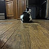 Chanel joined the competition — help win amazing prizes! cat, black_and_white, fluffy, long_hair, pet, animal, sitting, indoors, kitchen, wood_floor, cabinets, refrigerator, appliances, home, floor_level, portrait, looking_at_camera, tuxedo_cat, fur, cute