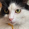 Chanel is registered to the contest to win money with this photo: cat, black_and_white, close_up, portrait, golden_eyes, whiskers, pink_nose, orange_bell, collar, fur, animal, pet, indoor, cozy, staring, face, macro, photography, cute, high_detail