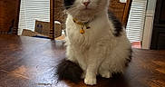 Chanel joined the competition — help win amazing prizes! cat, black_and_white, longhaired, fluffy, pet, collar, bell, sitting, portrait, indoors, dining_room, dining_table, wooden_table, wood_floor, chairs, window, blinds, whiskers, front_facing, animal