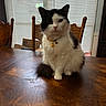 cat, black_and_white, longhaired, fluffy, pet, collar, bell, sitting, portrait, indoors, dining_room, dining_table, wooden_table, wood_floor, chairs, window, blinds, whiskers, front_facing, animal