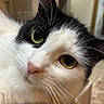 cat, black_and_white, close_up, portrait, feline, whiskers, eyes, green_eyes, golden_eyes, pink_nose, fur, fluffy, animal, pet, indoors, blurred_background, face, head, staring, cute