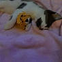 Sumting is registered to the contest to win money with this photo: cat, stuffed_toy, lion_plush, blanket, pink, soft, pet, sleeping, cuddle, feline, toy, indoor, cozy, animal, resting, fur, cute, domestic, relaxing, bed