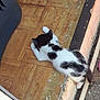 Sumting is registered to the contest to win money with this photo: kitten, cat, black_and_white, floor, wooden_floor, parquet, indoor, animal, pet, lying_down, resting, young_cat, small, fur, relaxed, corner, pipe, step, texture, quiet