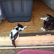 Sumting is registered to the contest to win money with this photo: cat, kitten, animal, black_and_white, doorway, floor, tile, plastic_container, step, resting, climbing, indoor, pet, fur, whiskers, paw, relaxing, domestic, curious, shadow