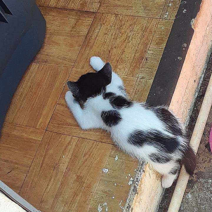 Sumting joined the competition — help win amazing prizes! animal, black_and_white, cat, corner, floor, fur, indoor, kitten, lying_down, parquet, pet, pipe, quiet, relaxed, resting, small, step, texture, wooden_floor, young_cat