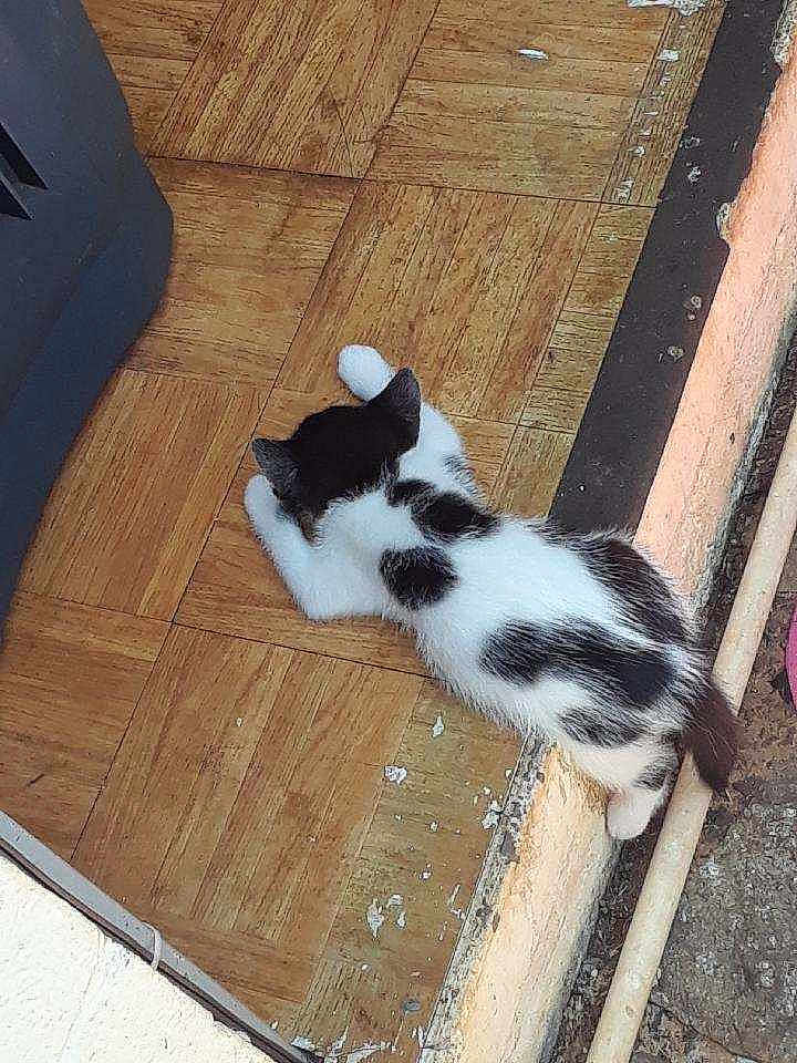 Sumting joined the competition — help win amazing prizes! kitten, cat, black_and_white, floor, wooden_floor, parquet, indoor, animal, pet, lying_down, resting, young_cat, small, fur, relaxed, corner, pipe, step, texture, quiet