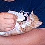 Tiger is registered to the contest to win money with this photo: person, kitten, orange_tabby, bottle_feeding, hand, arms, close_up, indoor, cute, sleepy, pet, animal, care, feeding, domestic, feline, comfort, young_cat, holding, affection