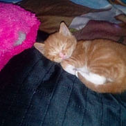 Tiger joined the competition — help win amazing prizes! kitten, sleeping, orange_cat, blanket, quilt, soft, cozy, indoor, resting, pet, feline, cute, fur, animal, comfort, nap, small_cat, warm, domestic, cuddly