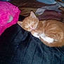 animal, blanket, comfort, cozy, cuddly, cute, domestic, feline, fur, indoor, kitten, nap, orange_cat, pet, quilt, resting, sleeping, small_cat, soft, warm