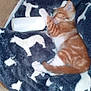 Tiger joined the competition — help win amazing prizes! kitten, cat, sleeping, blanket, bottle, orange_tabby, pet, cozy, fur, animal, cute, resting, indoor, soft, comfort, domestic_cat, pattern, fabric, white, paw