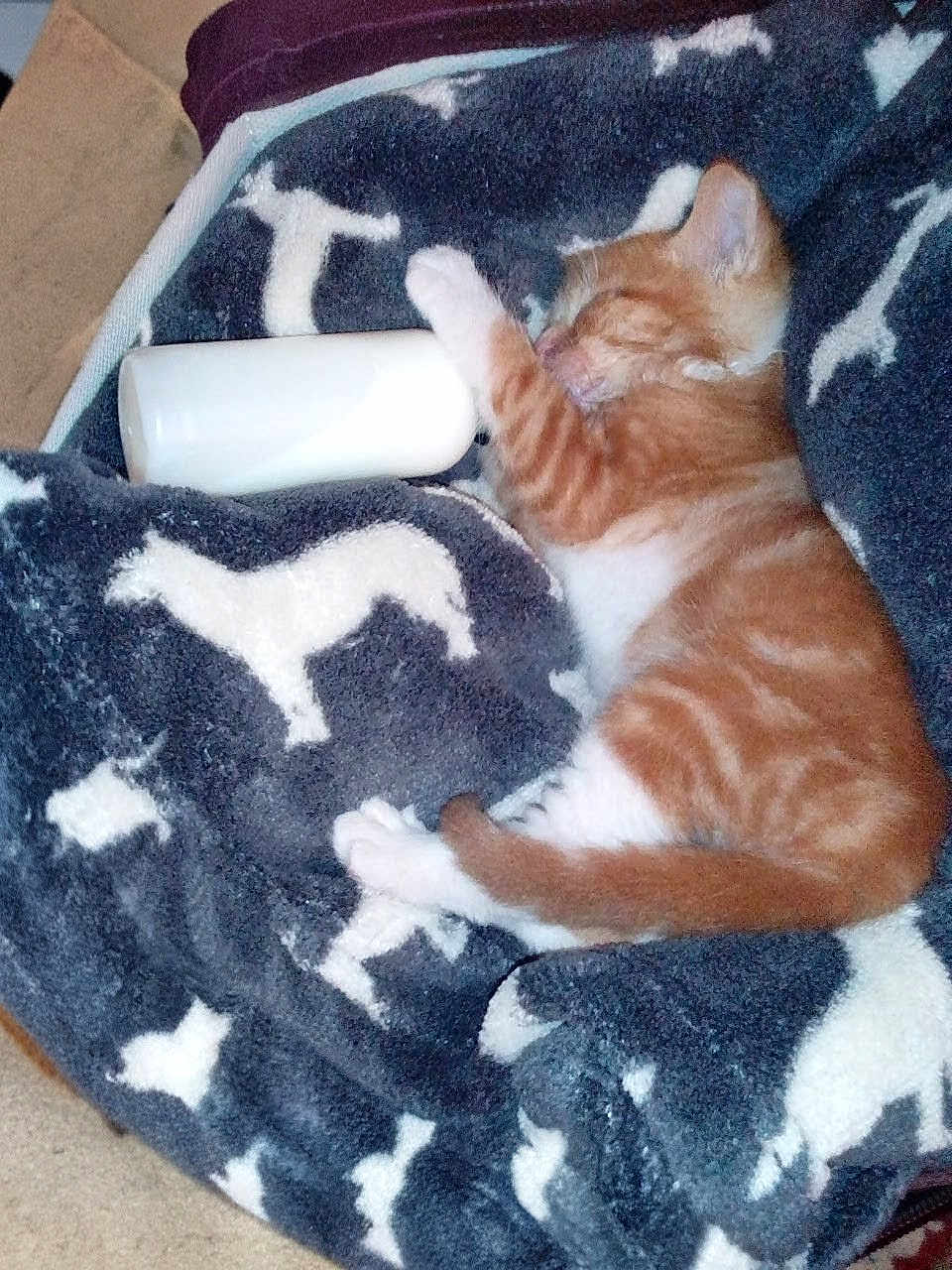 Tiger joined the competition — help win amazing prizes! kitten, cat, sleeping, blanket, bottle, orange_tabby, pet, cozy, fur, animal, cute, resting, indoor, soft, comfort, domestic_cat, pattern, fabric, white, paw