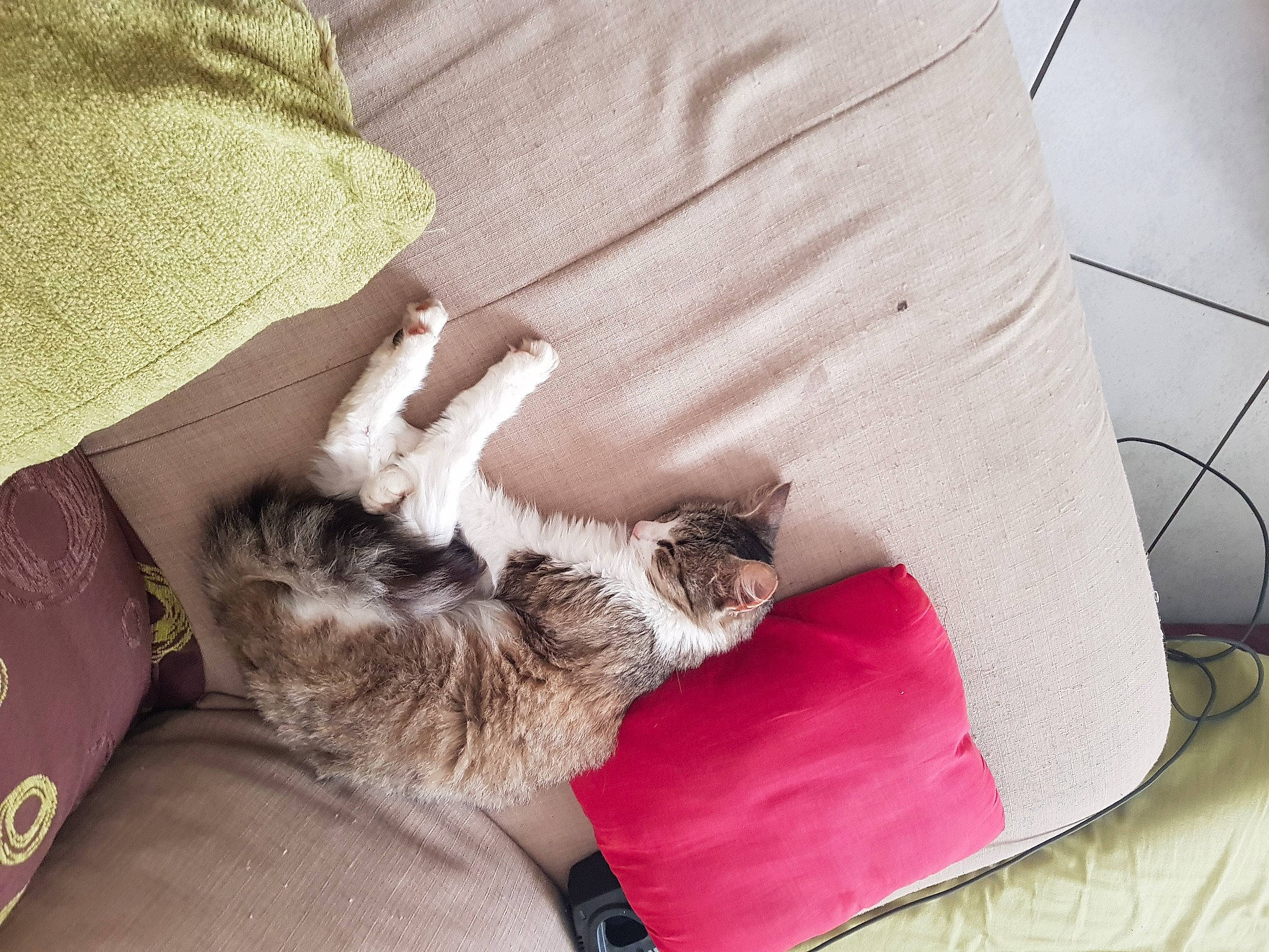 Isis a rejoint le concours — aidez-le/la à gagner de superbes lots ! canidae, carnivore, cat, felidae, paw, small_to_medium_sized_cats