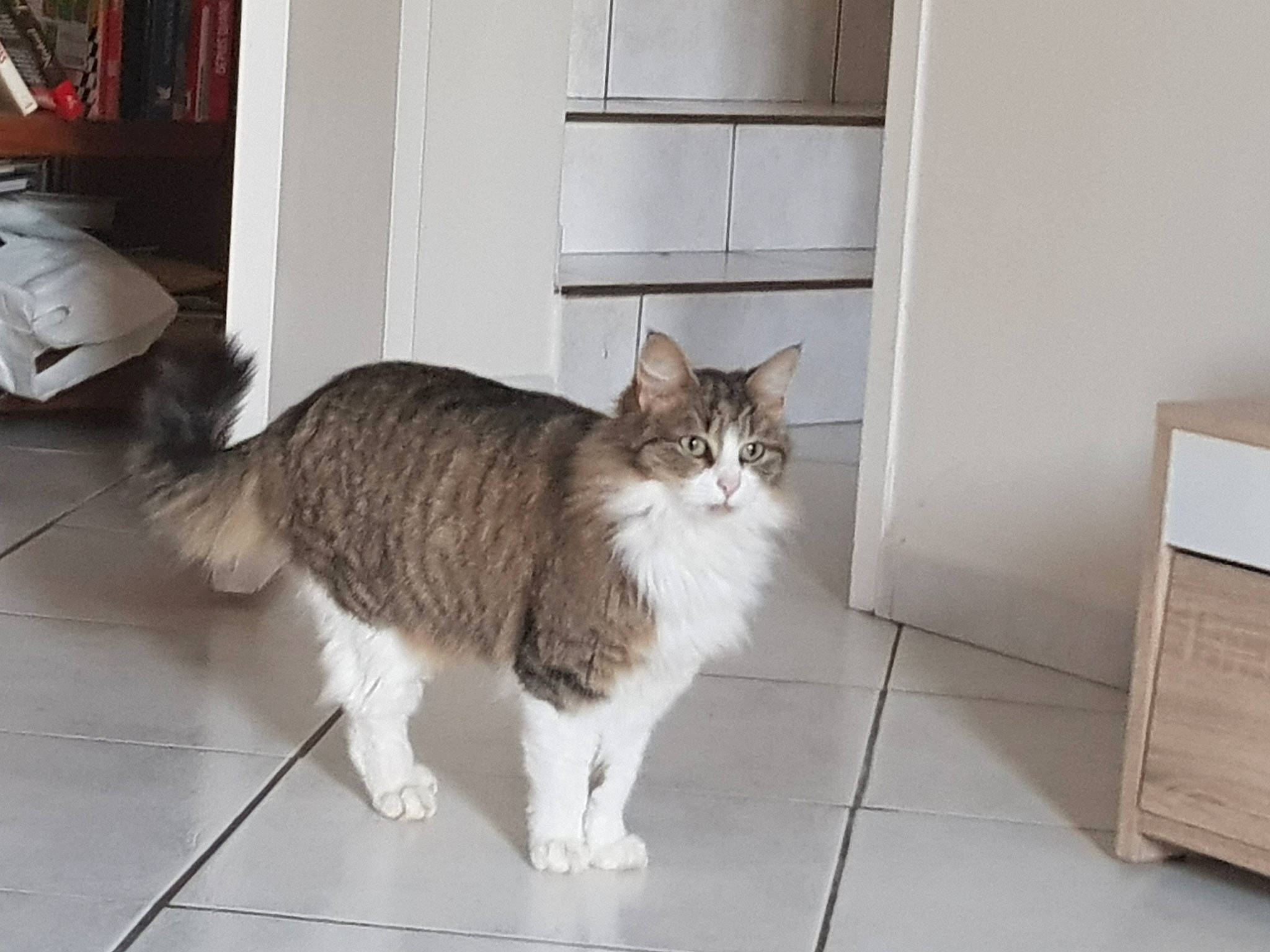 Isis a rejoint le concours — aidez-le/la à gagner de superbes lots ! aegean_cat, carnivore, cat, domestic_long_haired_cat, domestic_short_haired_cat, european_shorthair, felidae, floor, fur, kitten, maine_coon, mammal, norwegian_forest_cat, polydactyl_cat, ragamuffin, siberian, small_to_medium_sized_cats, tail, whiskers, window