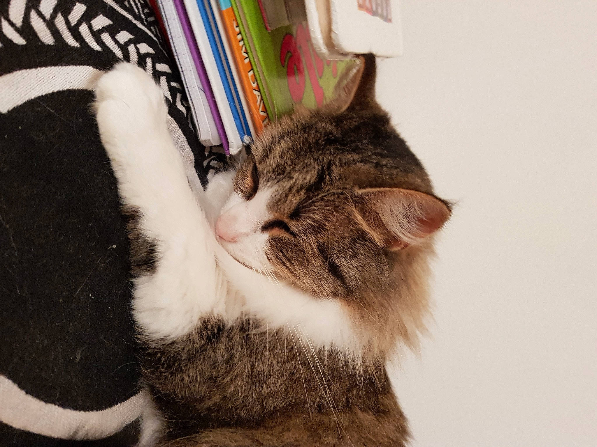 Isis participe au concours pour gagner de l'argent avec cette photo : american_shorthair, american_wirehair, asian, carnivore, cat, domestic_short_haired_cat, dragon_li, ear, european_shorthair, felidae, fur, kitten, nap, paw, polydactyl_cat, small_to_medium_sized_cats, tabby_cat, tail, whiskers