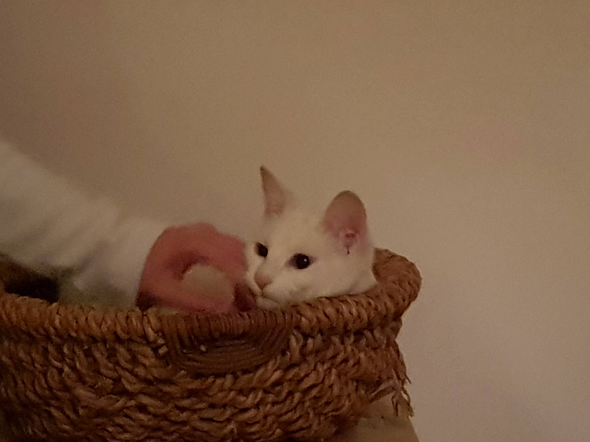 Mimi participe au concours pour gagner de l'argent avec cette photo : aegean_cat, asian, burmilla, carnivore, cat, colorpoint_shorthair, domestic_short_haired_cat, european_shorthair, felidae, fur, khao_manee, kitten, ojos_azules, small_to_medium_sized_cats, turkish_angora, turkish_van, whiskers