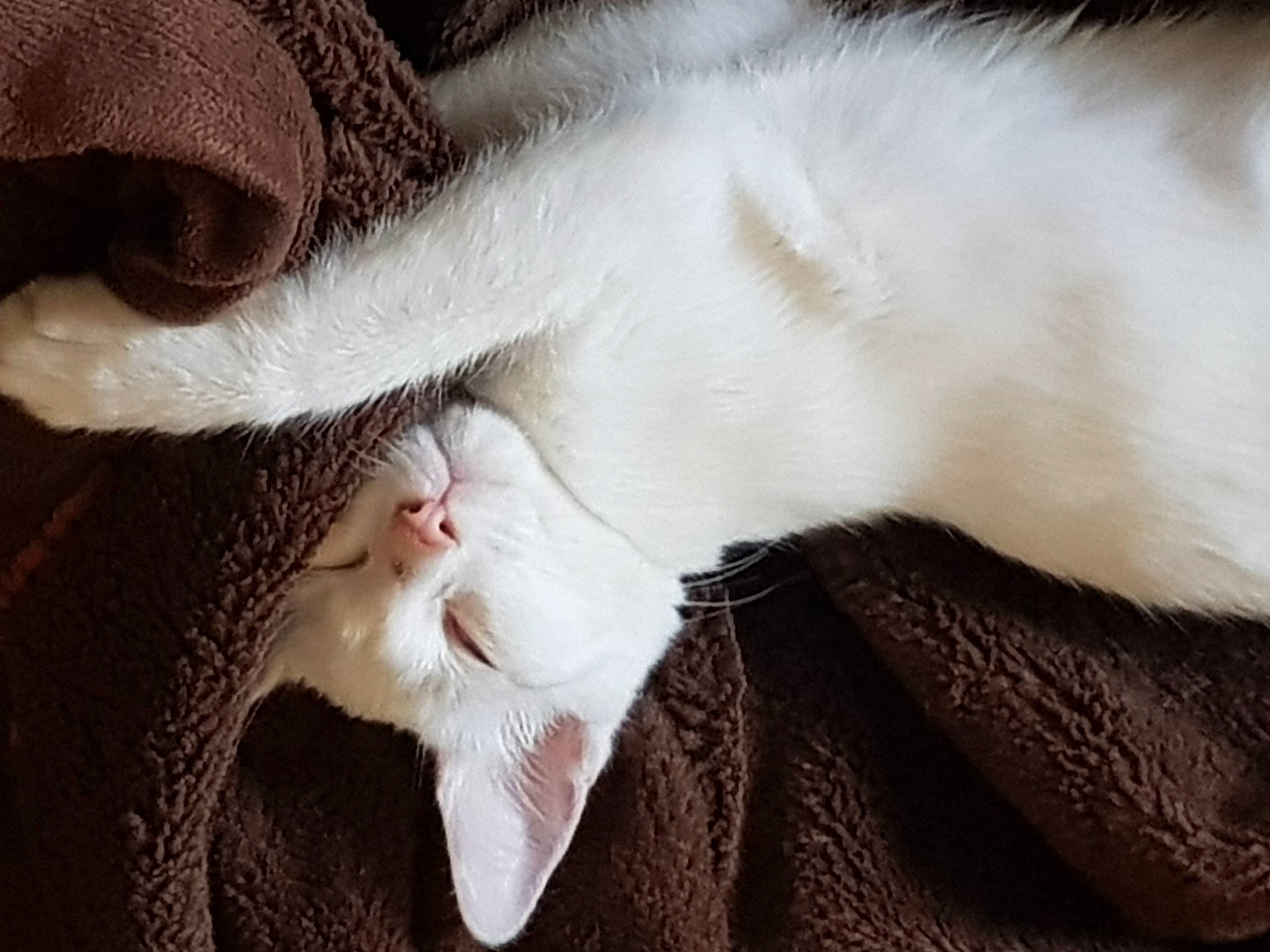 Mimi participe au concours pour gagner de l'argent avec cette photo : asian, burmilla, carnivore, cat, claw, colorpoint_shorthair, fawn, felidae, fur, khao_manee, kitten, paw, polydactyl_cat, ragdoll, small_to_medium_sized_cats, tail, turkish_angora, turkish_van, whiskers