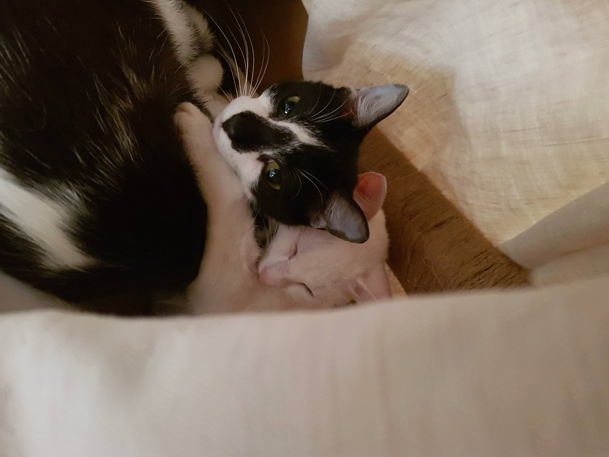 Kinou participe au concours pour gagner de l'argent avec cette photo : canidae, carnivore, cat, comfort, ear, eye, felidae, fur, kitten, nap, skin, sleep, small_to_medium_sized_cats, snout, snowshoe, tail, whiskers