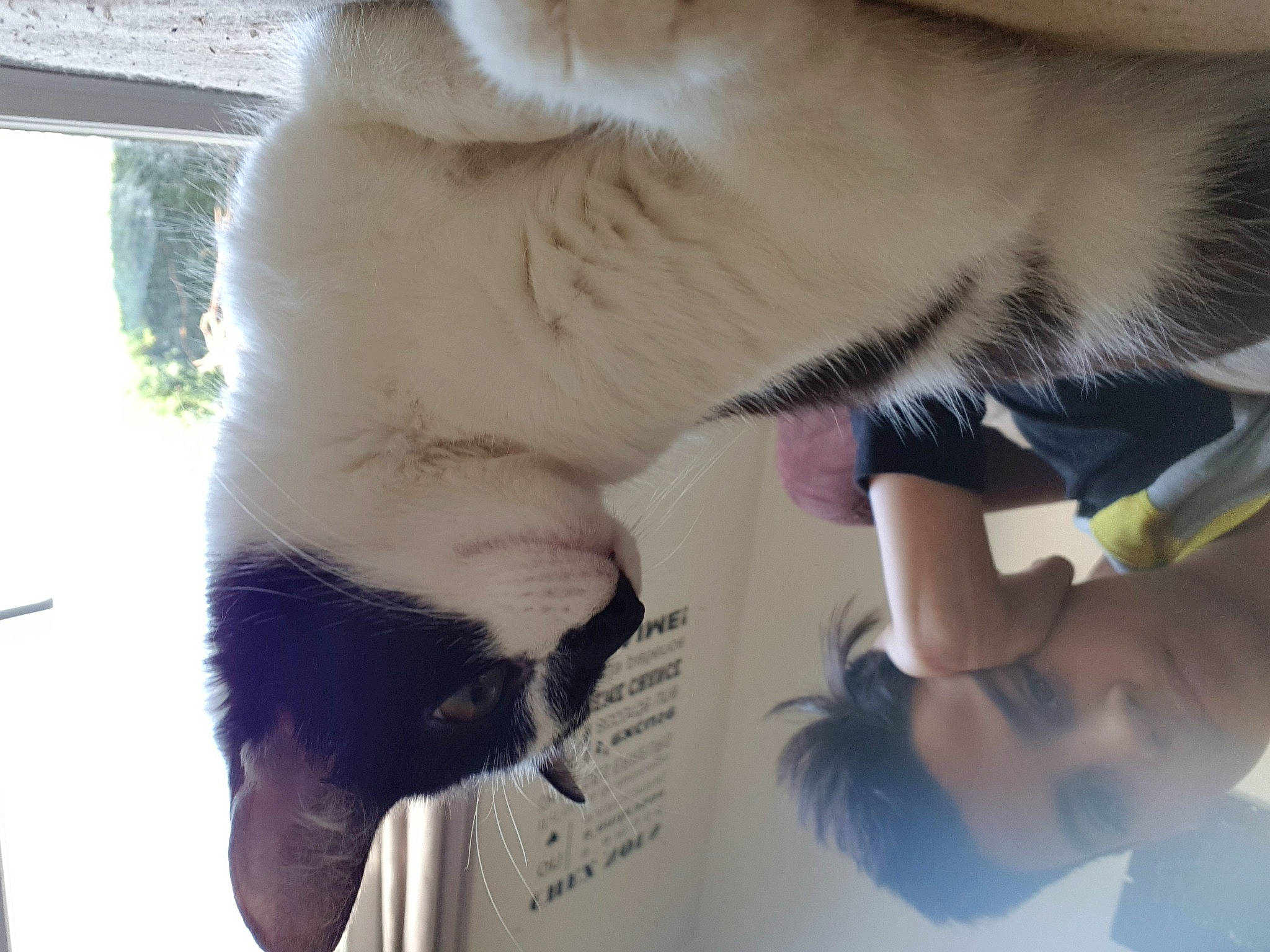 Kinou a rejoint le concours — aidez-le/la à gagner de superbes lots ! carnivore, cat, ear, felidae, fur, gesture, hand, leg, nose, small_to_medium_sized_cats, snout, whiskers