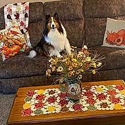 Bear is registered to the contest to win money with this photo: artificial_flowers, autumn_theme, brown_couch, carpet, coffee_table, couch, cozy, decor, dog, fall_colors, fluffy_dog, home, indoor, living_room, pet, pillow, pitcher, shetland_sheepdog, table_runner, throw_blanket