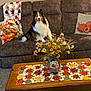 artificial_flowers, autumn_theme, brown_couch, carpet, coffee_table, couch, cozy, decor, dog, fall_colors, fluffy_dog, home, indoor, living_room, pet, pillow, pitcher, shetland_sheepdog, table_runner, throw_blanket