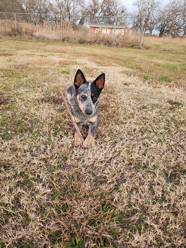 Sissy joined the competition — help win amazing prizes! australian_cattle_dog, australian_kelpie, australian_stumpy_tail_cattle_dog, canidae, carnivore, dog, dog_breed, feist, grass, hunting_dog, koolie, mammal, sporting_group, teddy_roosevelt_terrier, texas_heeler, vertebrate, working_dog