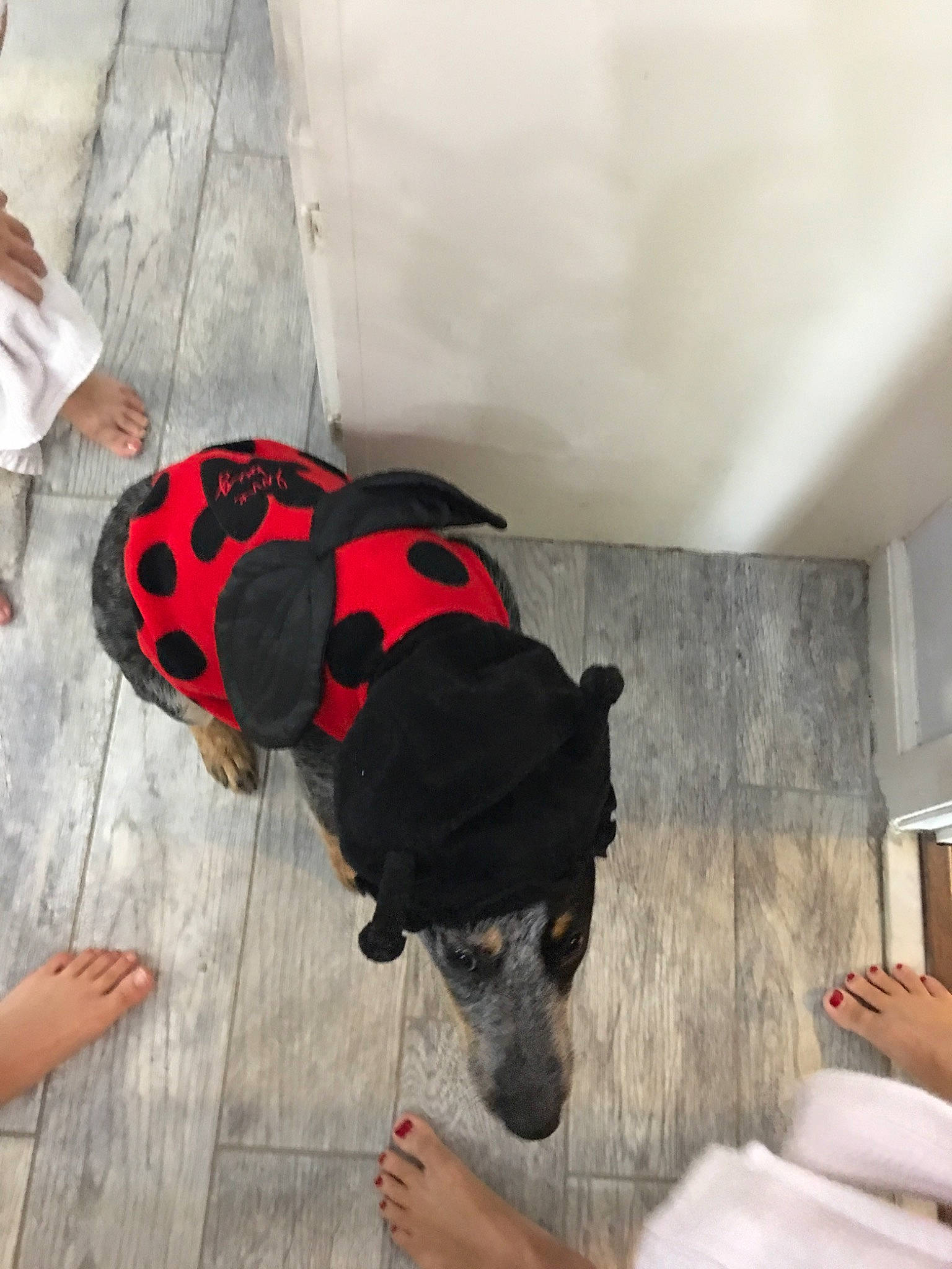 Sissy joined the competition — help win amazing prizes! canidae, carnivore, dog, dog_breed, fawn, floor, insect, non_sporting_group, snout, sporting_group, toy_dog