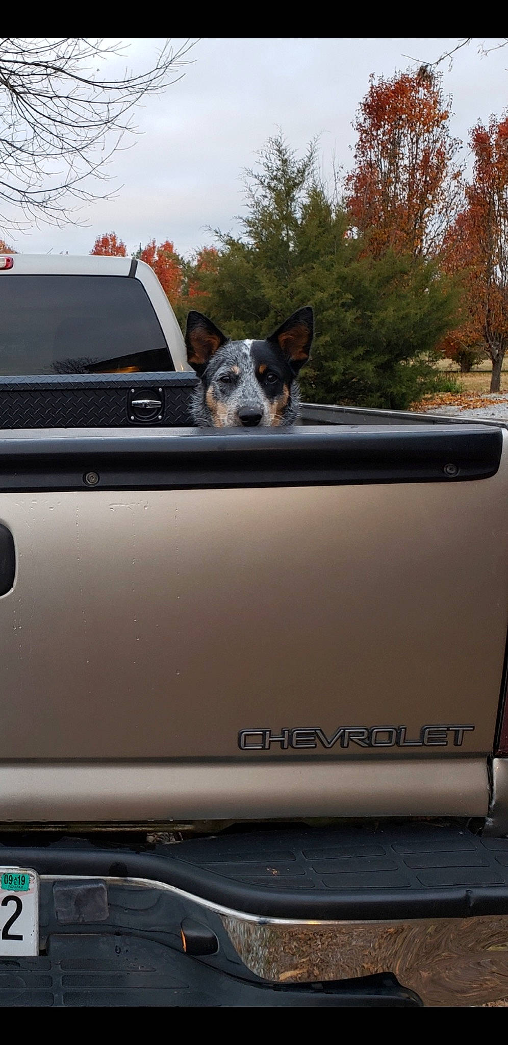 Sissy joined the competition — help win amazing prizes! australian_cattle_dog, automotive_window_part, canidae, car, carnivore, companion_dog, dog, dog_breed, snout, vehicle, vehicle_door