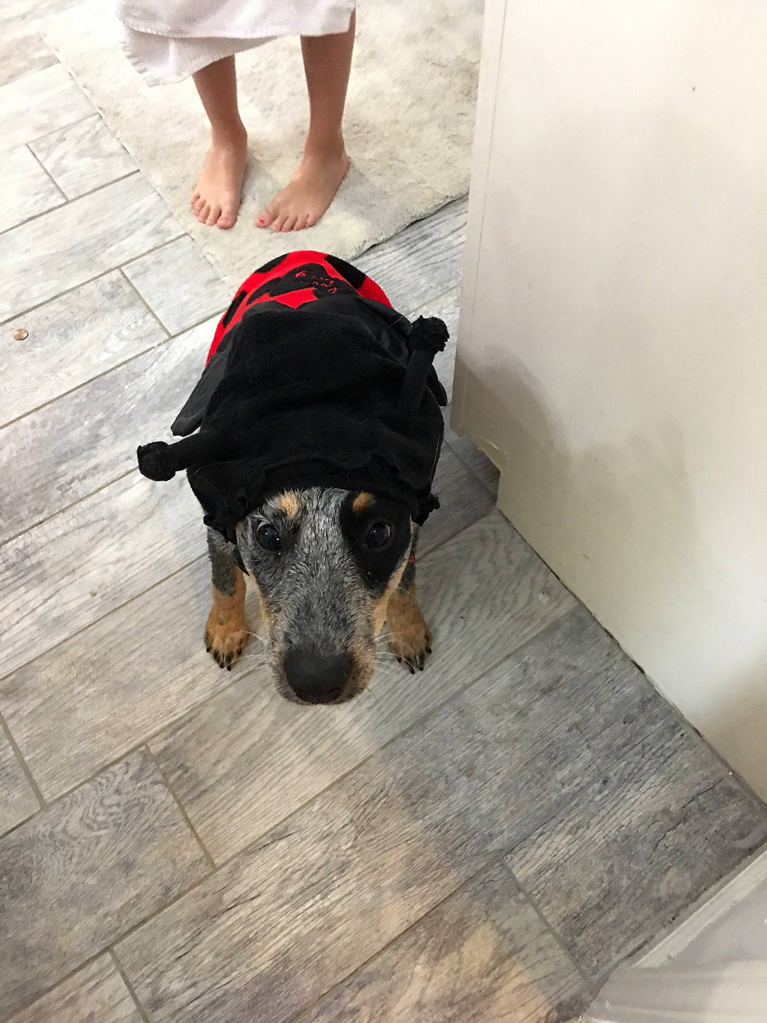 Sissy is registered to the contest to win money with this photo: canidae, carnivore, dog, dog_breed, ear, floor, flooring, miniature_pinscher, puppy, snout, sporting_group, tail