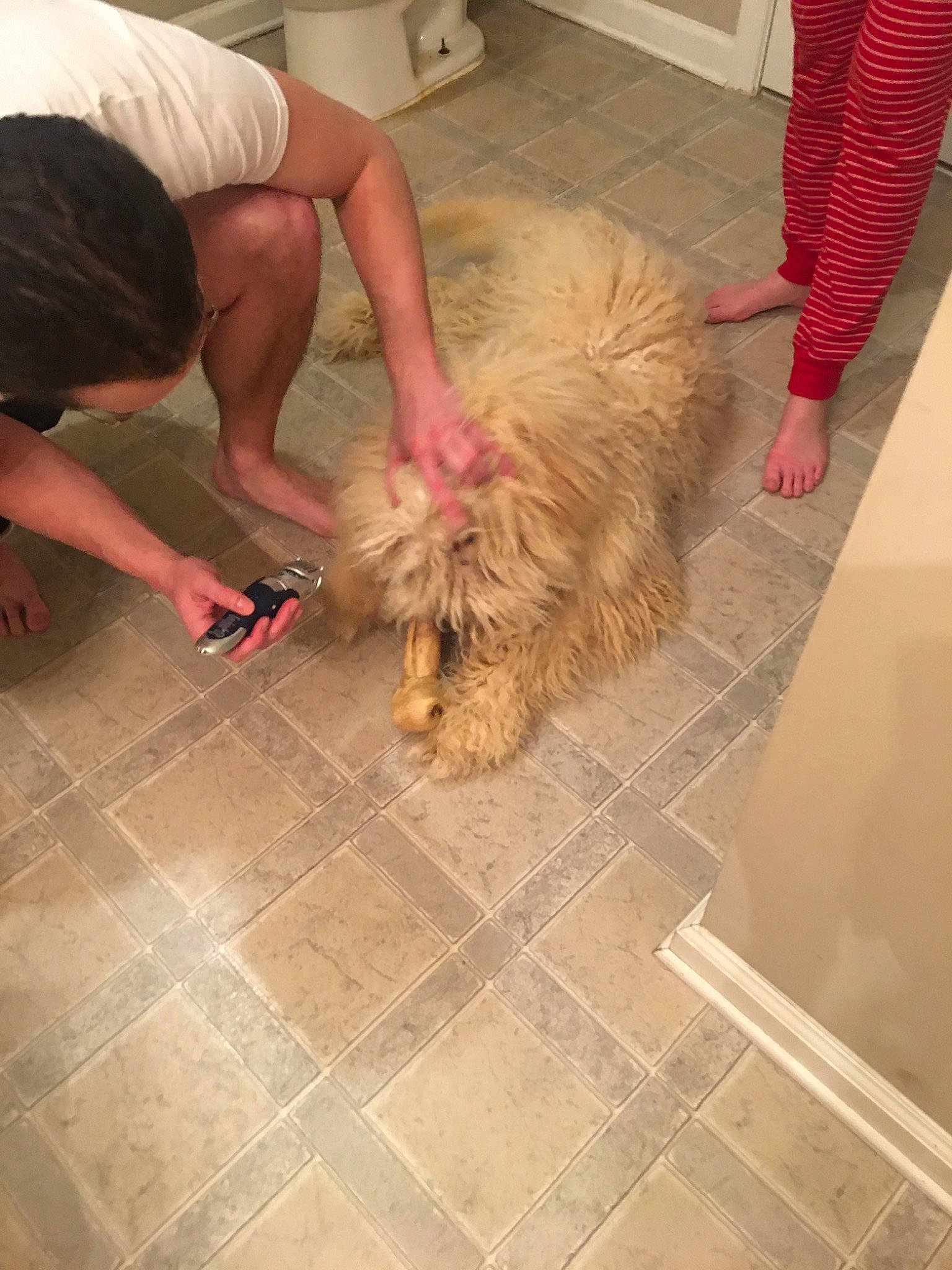 Waylon is registered to the contest to win money with this photo: canidae, carnivore, dog, dog_breed, fawn, floor, flooring, hardwood, tile