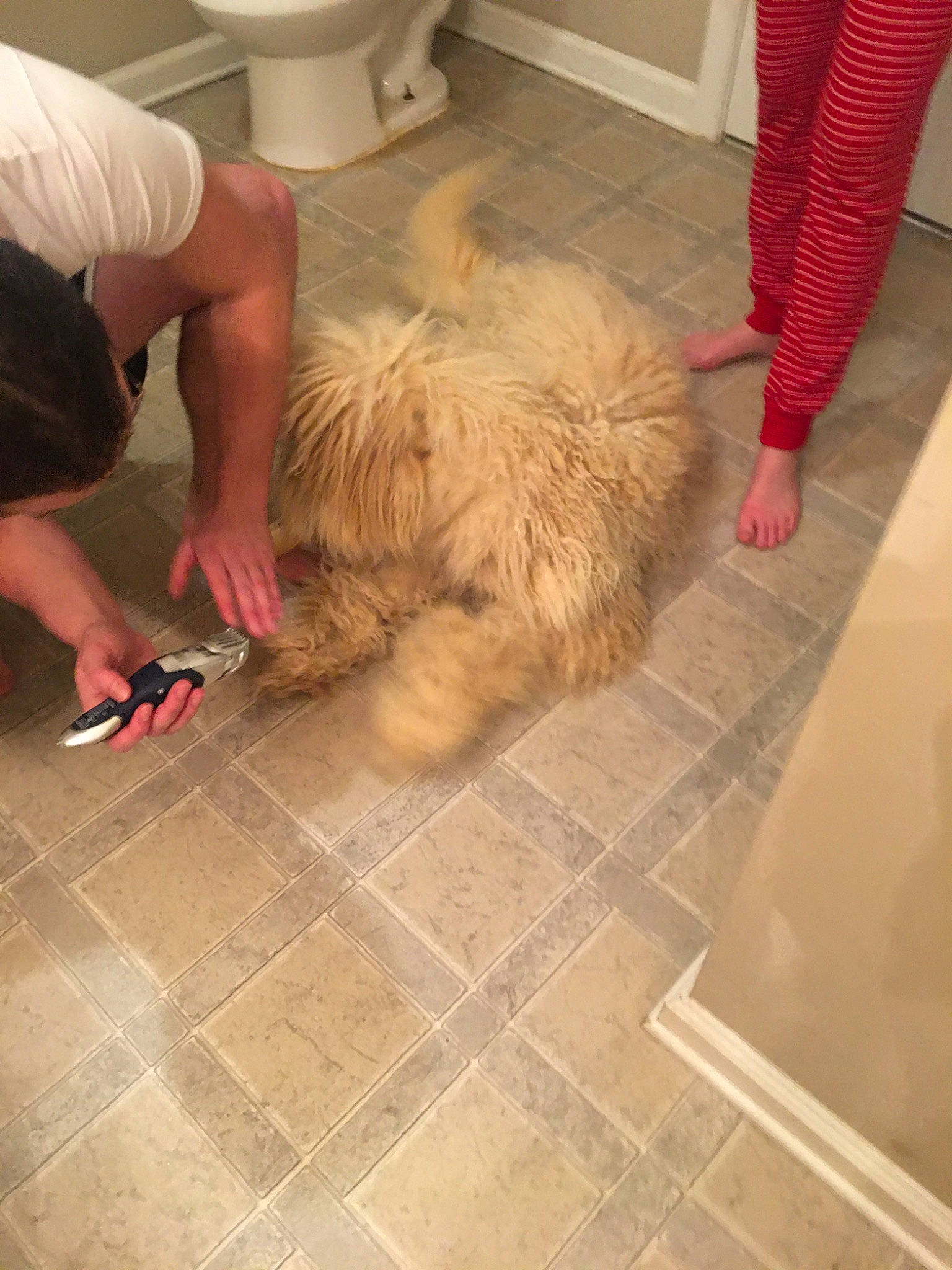 Waylon joined the competition — help win amazing prizes! canidae, carnivore, dog, dog_breed, fawn, floor, flooring, non_sporting_group, tile