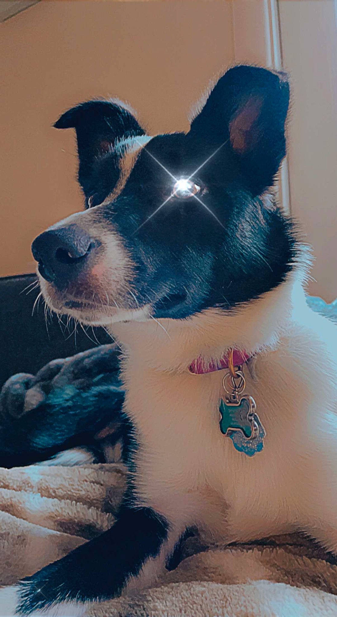 Hermione joined the competition — help win amazing prizes! art, canidae, carnivore, chest, companion_dog, dog, dog_breed, electric_blue, eye, fawn, human_leg, mammal, plant, snout, temporary_tattoo, trunk, vertebrate, whiskers, working_animal, wrist