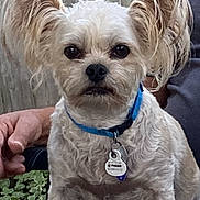 Simon is registered to the contest to win money with this photo: dog, small_dog, fluffy, blue_collar, pet_tag, ears, outdoor, fence, greenery, person_arm, chair, table, close_up, pet, animal, cute, sitting, fur, face, watchful
