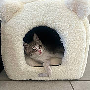 Cindy participe au concours pour gagner de l'argent avec cette photo : kitten, cat, pet, animal, feline, cozy, cave, bed, fluffy, white, indoor, resting, cute, small, ears, paw, tile_floor, home, relaxed, soft