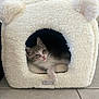 kitten, cat, pet, animal, feline, cozy, cave, bed, fluffy, white, indoor, resting, cute, small, ears, paw, tile_floor, home, relaxed, soft