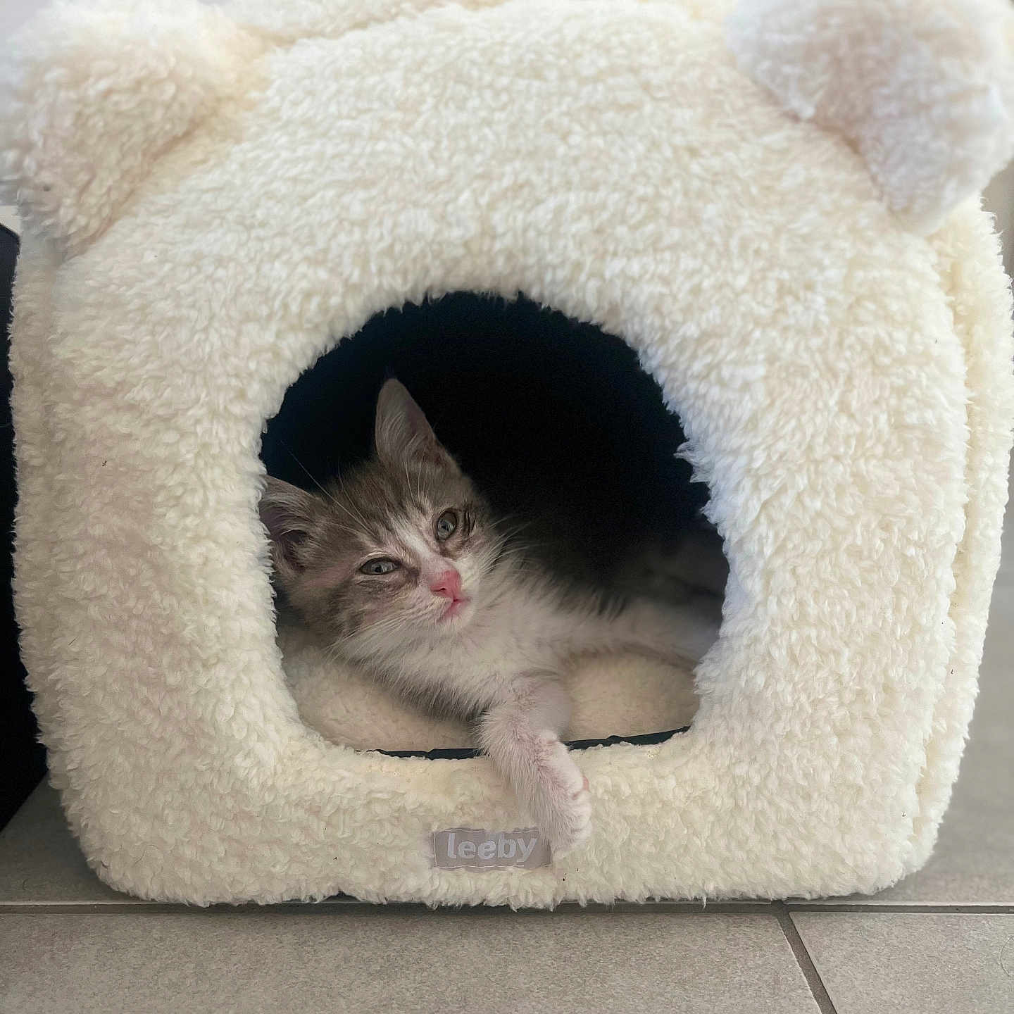 Cindy participe au concours pour gagner de l'argent avec cette photo : animal, bed, cat, cave, cozy, cute, ears, feline, fluffy, home, indoor, kitten, paw, pet, relaxed, resting, small, soft, tile_floor, white