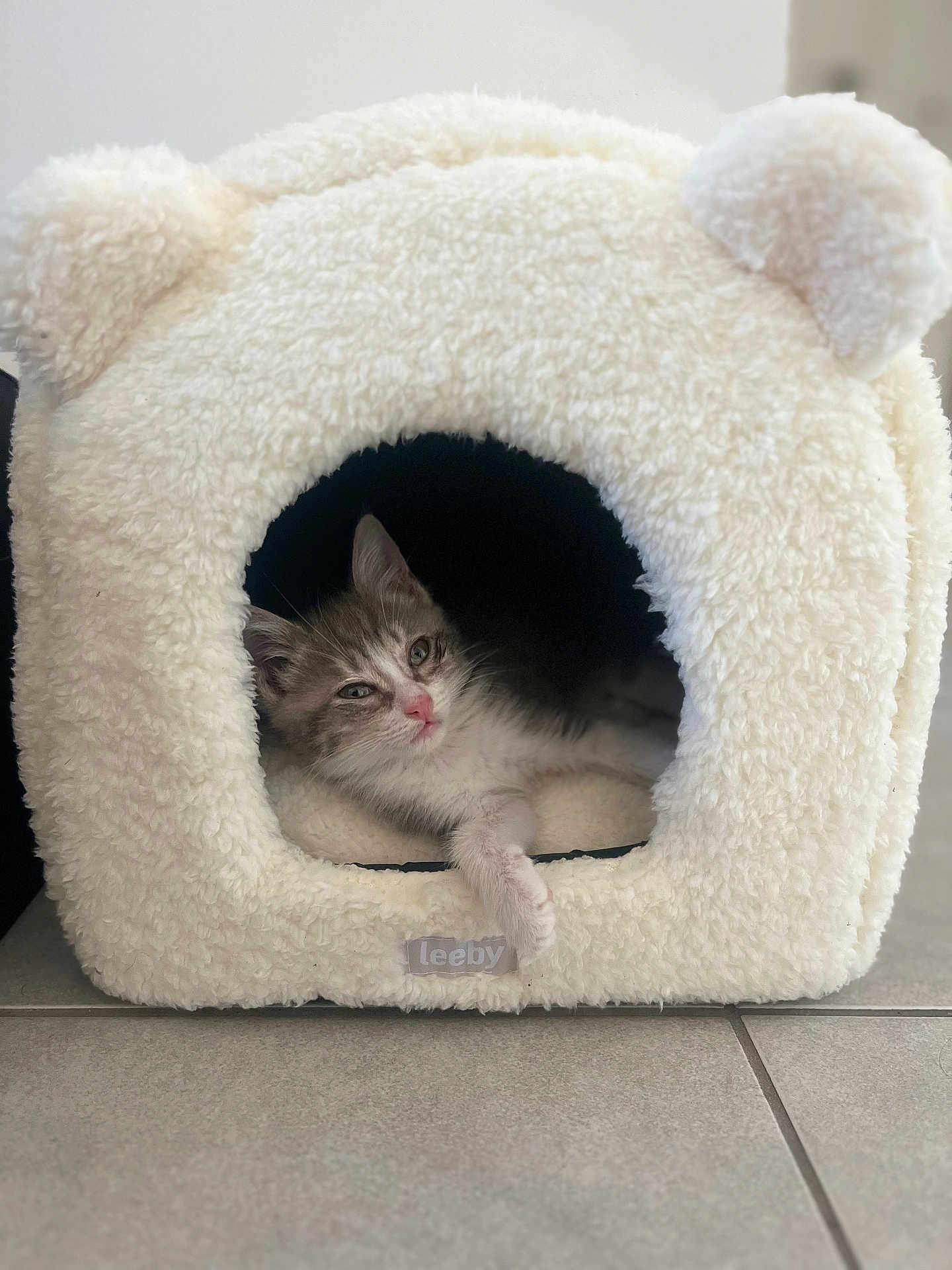 Cindy participe au concours pour gagner de l'argent avec cette photo : kitten, cat, pet, animal, feline, cozy, cave, bed, fluffy, white, indoor, resting, cute, small, ears, paw, tile_floor, home, relaxed, soft
