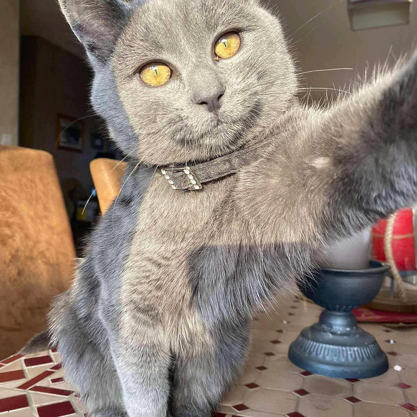 Janette participe au concours pour gagner de l'argent avec cette photo : animal, cat, chair, close_up, collar, cute, decor, domestic_animal, feline, fur, golden_eyes, gray_cat, home, indoor, paw, pet, playful, table, tile_table, whiskers