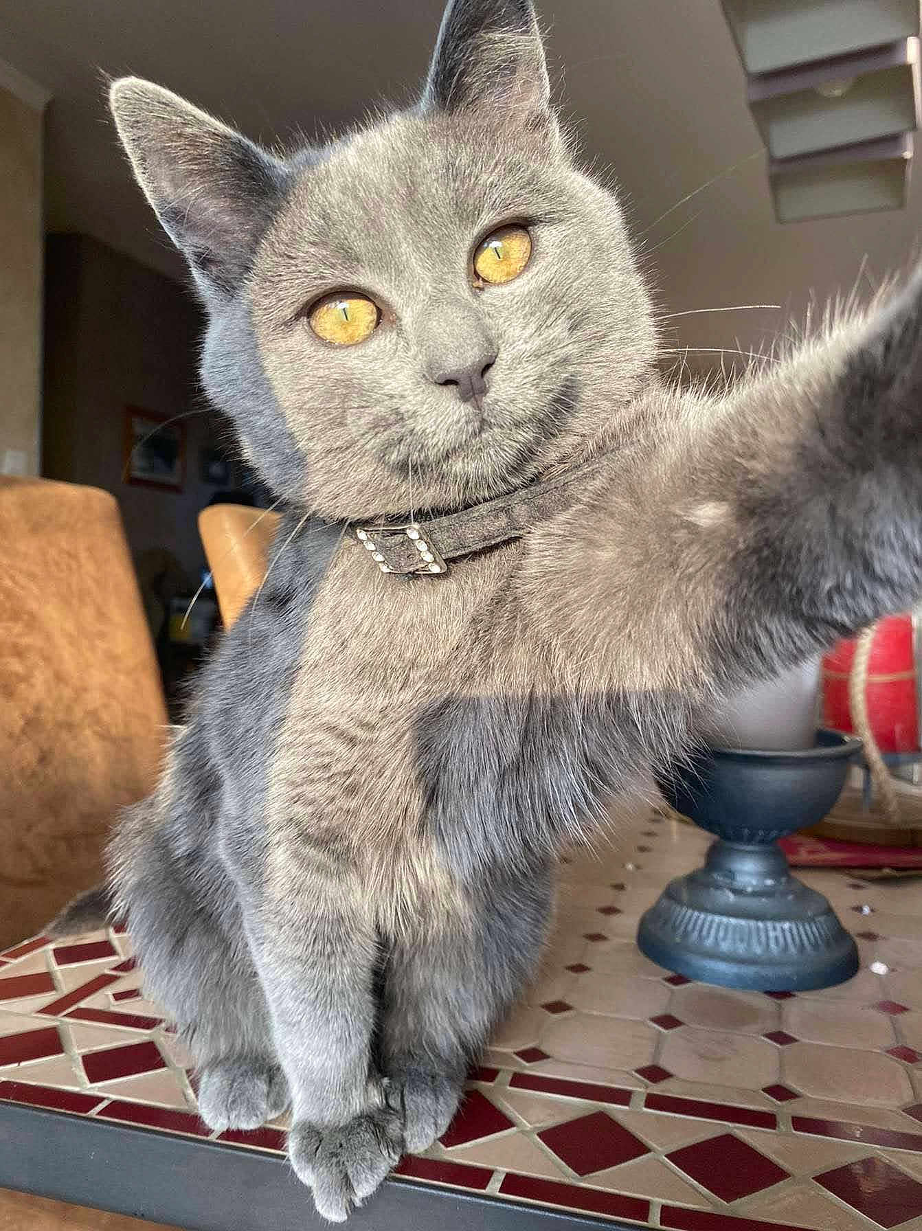 Janette participe au concours pour gagner de l'argent avec cette photo : cat, gray_cat, pet, indoor, close_up, collar, table, tile_table, paw, golden_eyes, feline, cute, domestic_animal, animal, whiskers, fur, chair, decor, home, playful