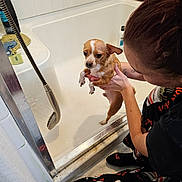 Jelly Man joined the competition — help win amazing prizes! dog, person, bathroom, bathtub, showerhead, soap, bottle, tile_wall, wet_dog, small_dog, holding, pet_bath, hand, crouching, floor, pajamas, casual_clothing, indoor, white, brown