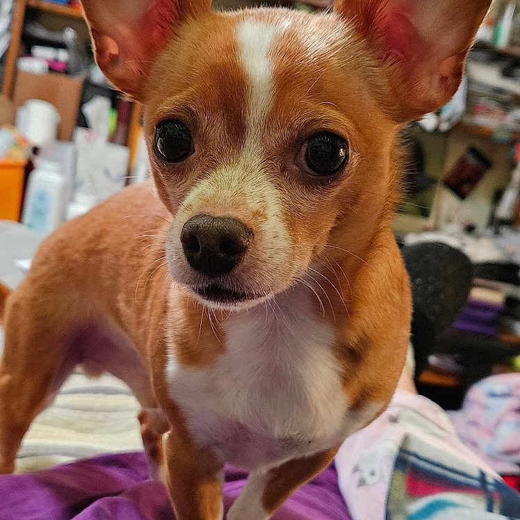 Jelly Man joined the competition — help win amazing prizes! chihuahua, dog, small_dog, pet, bed, blanket, purple_blanket, colorful_blanket, indoors, room, cluttered_room, butterfly_decoration, wall_decoration, furniture, table, sitting, looking_at_camera, ears_up, cute, animal