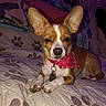 Jelly Man is registered to the contest to win money with this photo: dog, small_dog, chihuahua, bandana, red_bandana, pet, indoors, blanket, paw_print, quilt, furniture, couch, relaxed, animal, ears, brown_and_white, collar, tag, cute, portrait