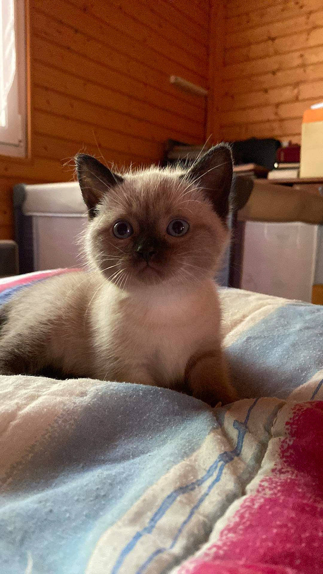 Bounty participe au concours pour gagner de l'argent avec cette photo : balinese, birman, box, carnivore, cat, comfort, domestic_short_haired_cat, fawn, felidae, fur, iris, lamp, siamese, small_to_medium_sized_cats, snout, tail, terrestrial_animal, tonkinese, whiskers